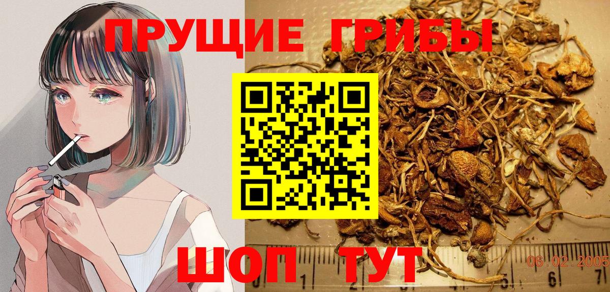 Псилоцибиновые грибы GOLDEN TEACHER Хабаровск